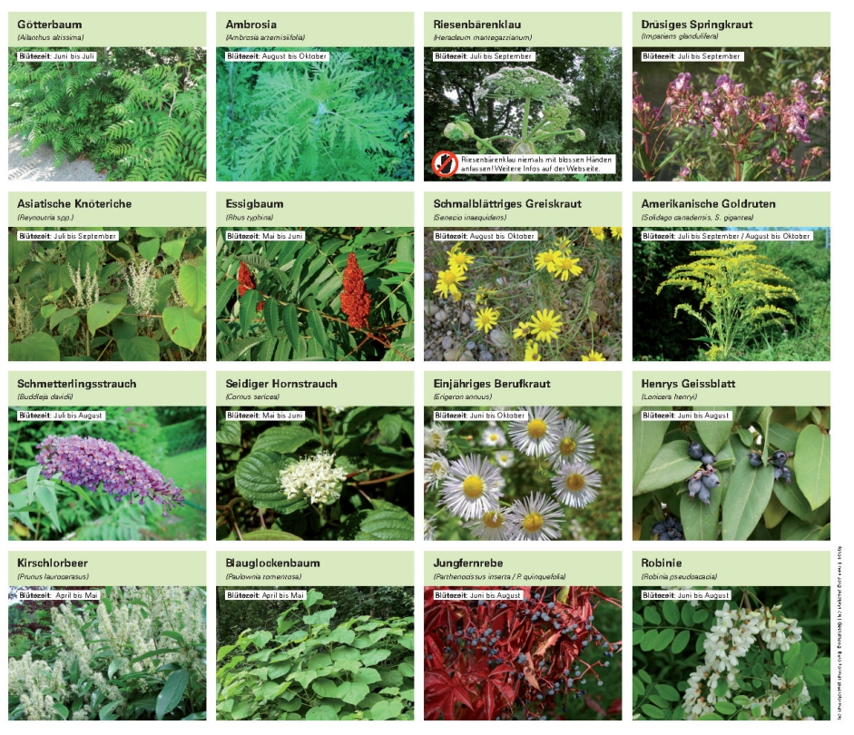 Liste der invasiven Neophyten